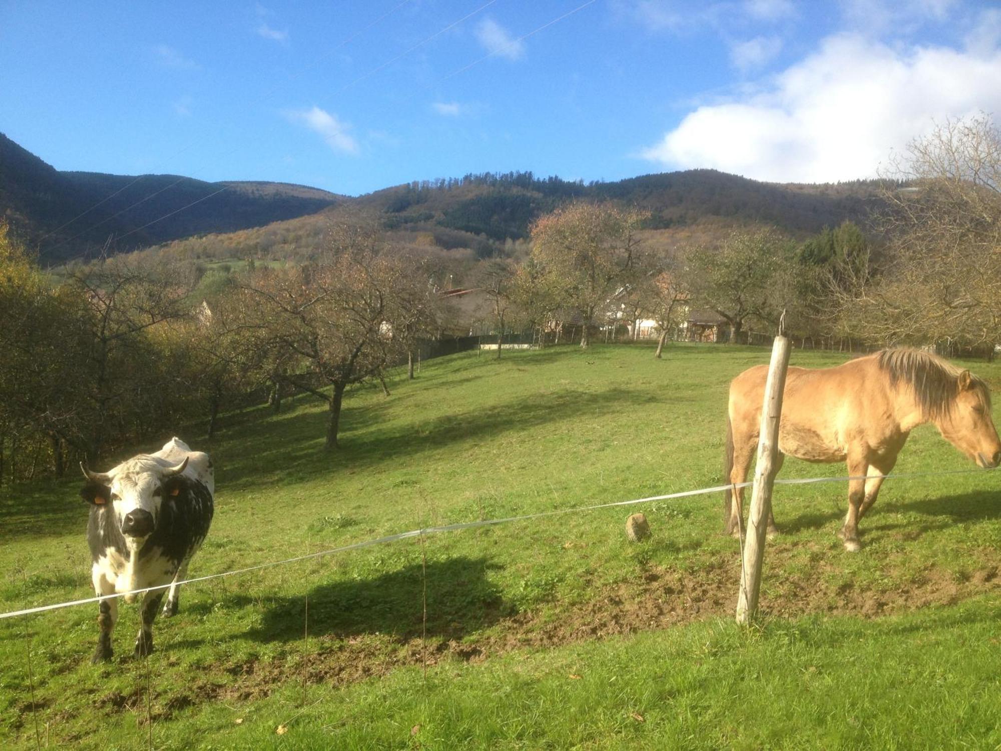 Gite Bellevue Breitenbach Buitenkant foto